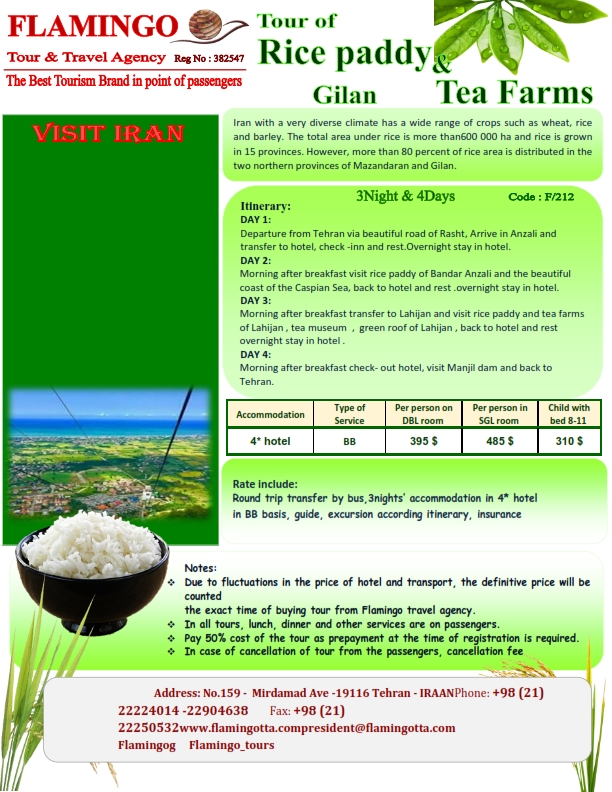 Rice paddy and tea farm